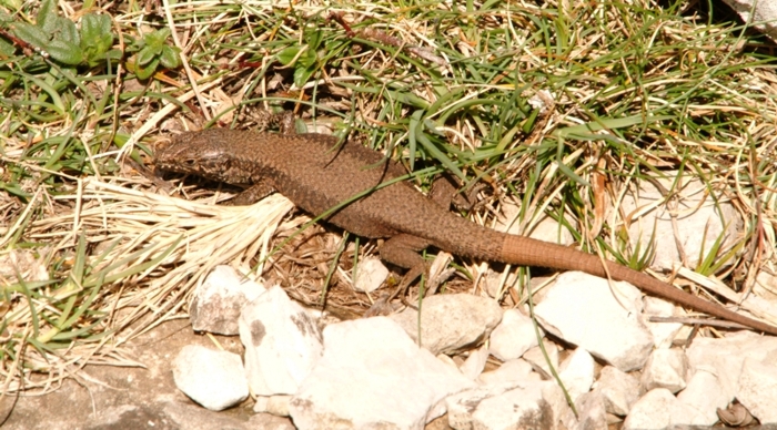 Podarcis muralis